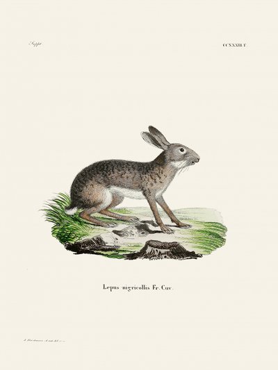 Indian Hare by Johann Christian Daniel Von Schreber