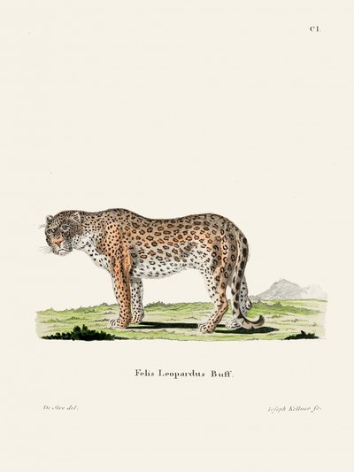 Leopard by Johann Christian Daniel Von Schreber