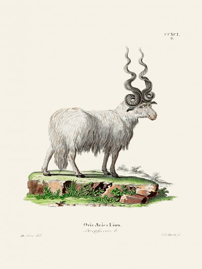 Ovis Aries by Johann Christian Daniel Von Schreber