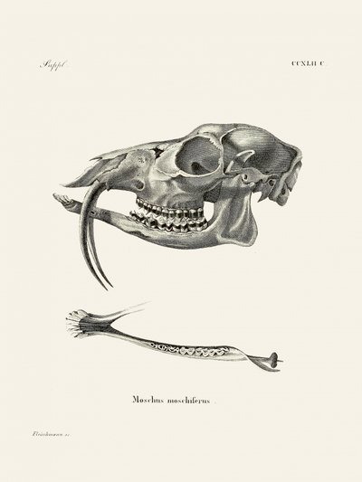 Siberian Musk Deer by Johann Christian Daniel Von Schreber