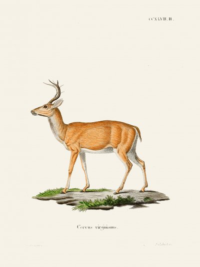 Virginian Deer by Johann Christian Daniel Von Schreber
