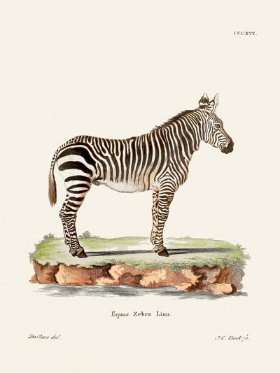 Zebra from Die Säugthiere by Johann Christian Daniel Von Schreber