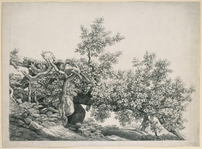 Tree Study. Fallen Trunk with Exposed Roots by Johann Christian Reinhart