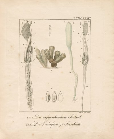 Anatomy of Marine Invertebrates: Sea Cork and Sea Squirt by Johann Christoph Bock