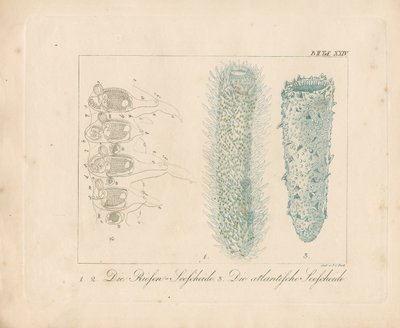 Giant Sea Squirt and Atlantic Sea Squirt by Johann Christoph Bock