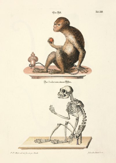 Barbary Macaque and its Skeleton by Johann Daniel Meyer