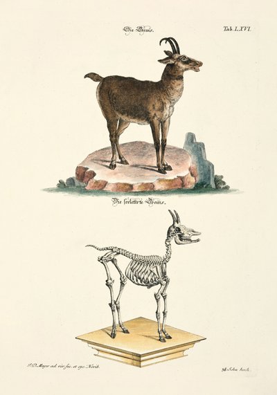 Chamois and its Skeleton by Johann Daniel Meyer