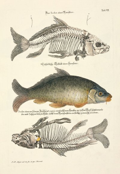 Common Carp with Skeleton by Johann Daniel Meyer