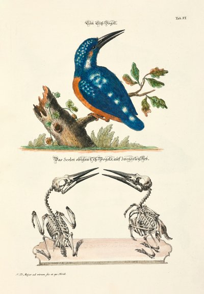 Common Kingfisher with Skeleton by Johann Daniel Meyer