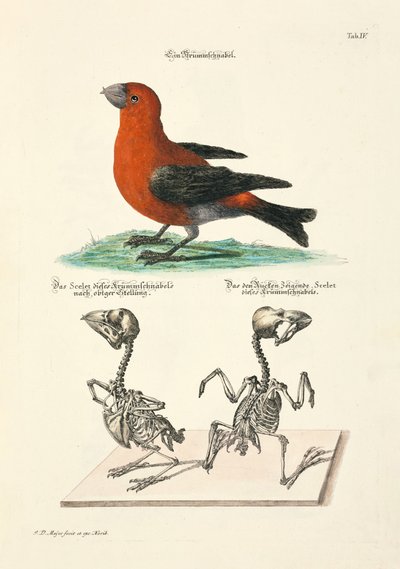 Crossbill with Skeletons by Johann Daniel Meyer