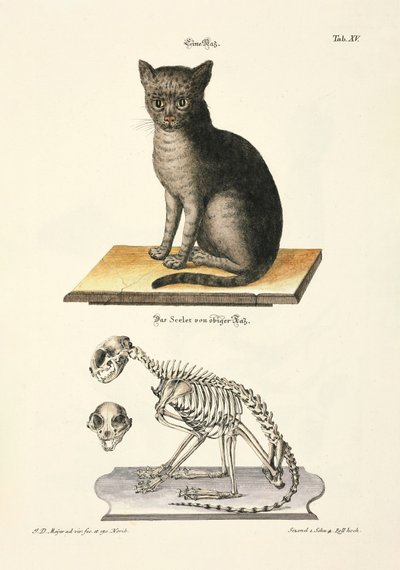 Domestic Cat and its Skeleton by Johann Daniel Meyer