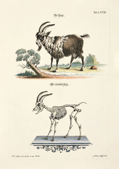 Domestic Goat and its Skeleton by Johann Daniel Meyer