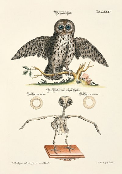 Grey Owl and its Skeleton by Johann Daniel Meyer