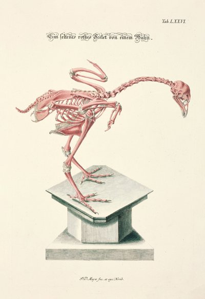 Rare Red Skeleton of a Chicken by Johann Daniel Meyer
