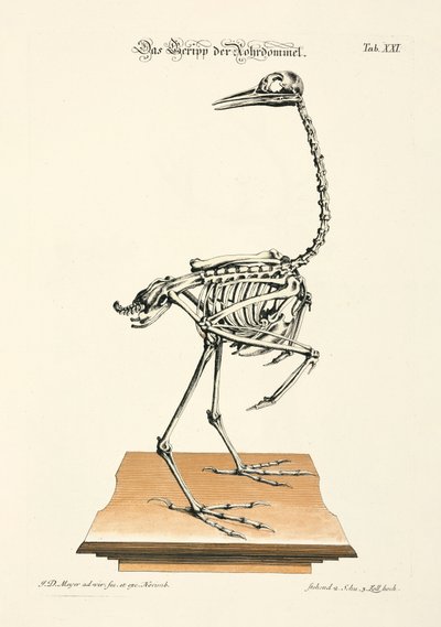 Skeleton of the Eurasian Bittern by Johann Daniel Meyer