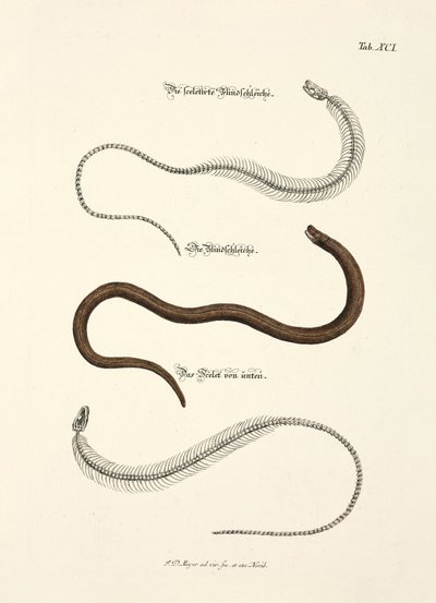 Slow Worm and its Skeleton by Johann Daniel Meyer