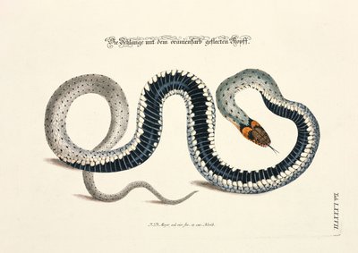 Snake with Orange-Spotted Head by Johann Daniel Meyer