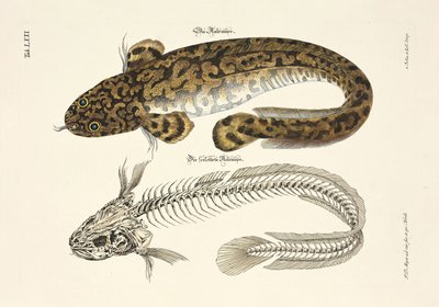 The Burbot and its Skeleton by Johann Daniel Meyer