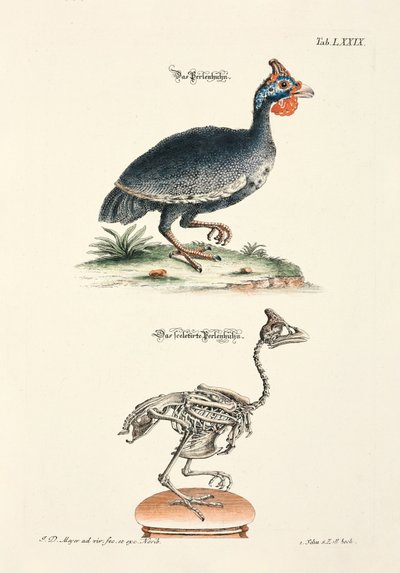 The Guinea Fowl and its Skeleton by Johann Daniel Meyer