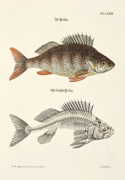 The Perch and its Skeleton by Johann Daniel Meyer