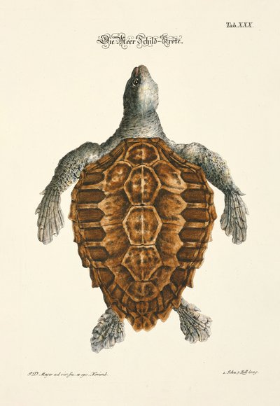 The Sea Turtle by Johann Daniel Meyer