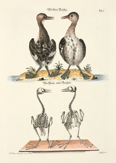 The Small Diver and its Skeleton by Johann Daniel Meyer