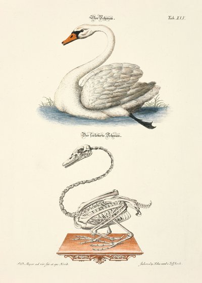 The Swan and its Skeleton by Johann Daniel Meyer