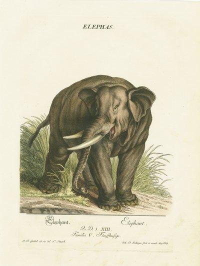Asian Elephant in Natural Habitat by Johann Elias Ridinger