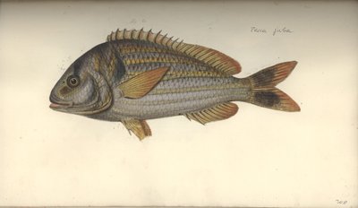 Perca juba by Johann Friedrich Hennig
