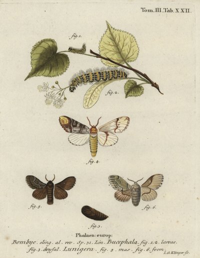 Buff-tip moth, Phalera bucephala, and Cosmotriche lobulina by Johann Georg Klinger