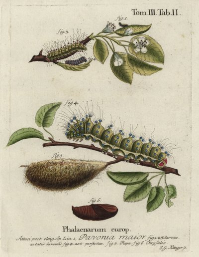 Emperor moth, Saturnia pavonia, larva, pupa, chrysalis by Johann Georg Klinger