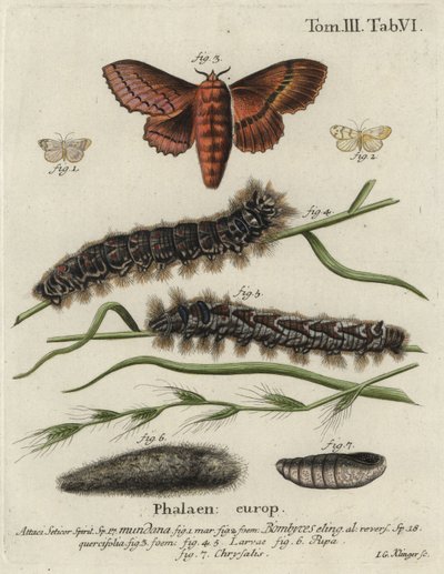 Muslin Footman and Oak Eggar Moths by Johann Georg Klinger