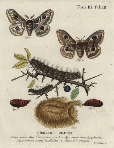 Sloe emperor moth, Saturnia spini. by Johann Georg Klinger