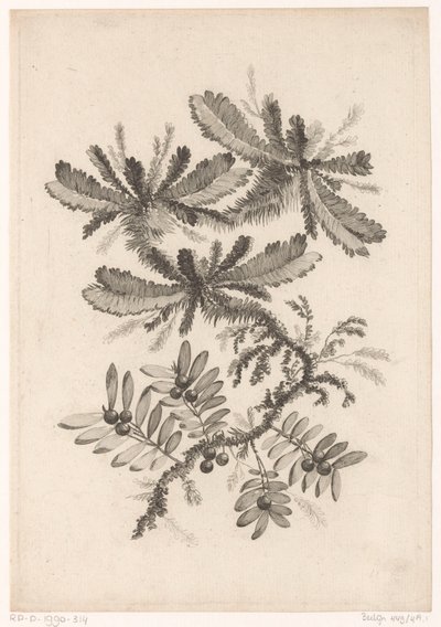 Branches with Berries (Recueil De Nouvelles Fleurs De Goût; Pour la Manufacture des Etoffes de Perse) by Johann Heinrich  Hess