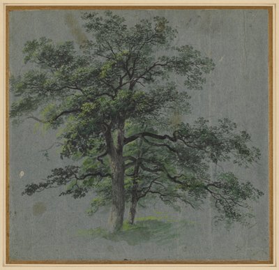 Two Trees (recto) by Johann Jacob Dorner