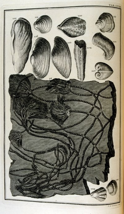 Fossilised bones represented animals destroyed by the great Biblical flood by Johann Jakob Scheuchzer