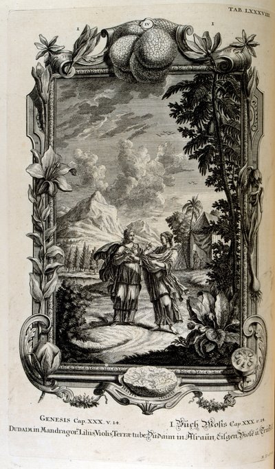Mandragora Plant, Often Known as Mandrake by Johann Jakob Scheuchzer