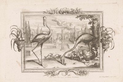 Two Flamingos (Aves Dicta Flaminges from the West Indies) by Johann Jakob Stelzer