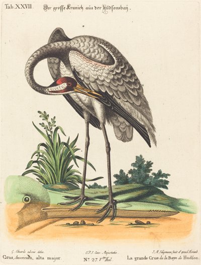 Grus Americana, alta major by Johann Michael Seligmann after George Edwards