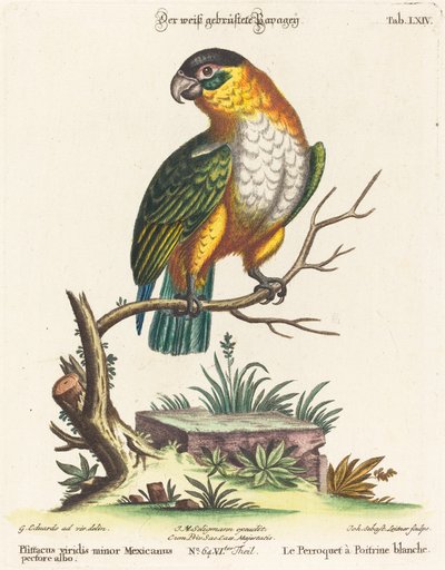 Psittacus viridis minor Mexicanus by Johann Sebastian Leitner after George Edwards