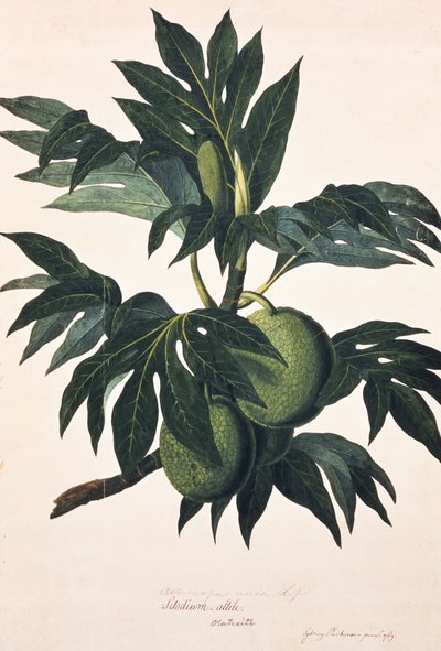 A Branch of the Bread Fruit Tree with Fruit, c.1773 by Johann Sebastien Muller