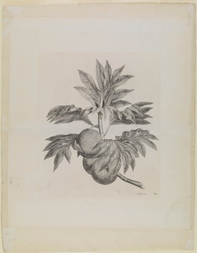 A branch of the breadfruit tree with the fruit by Johann Sebastien Muller