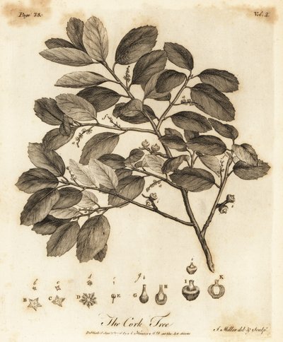 Cork Oak, Quercus Suber by Johann Sebastien Muller