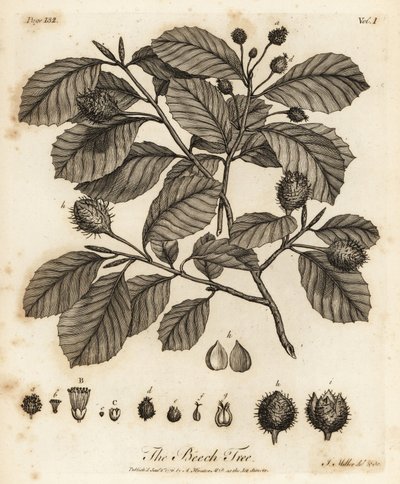 European Beech or Common Beech, Fagus Sylvatica by Johann Sebastien Muller