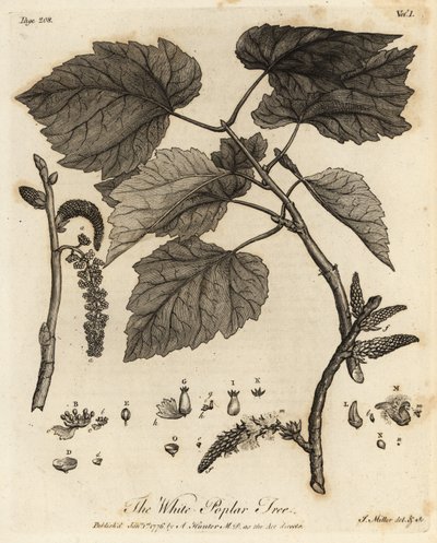 White Poplar Tree, Populus alba by Johann Sebastien Muller