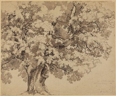 Oak on the Wilhelmshöhe near Kassel by Johann Wilhelm Schirmer
