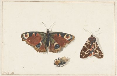 Butterfly, Moth and Bumblebee by Johannes Bronkhorst