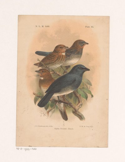 Four Birds on a Branch by Johannes Gerardus Keulemans