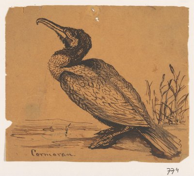 Cormorant by Johannes Tavenraat
