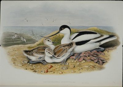 Avocet by John (after) Gould